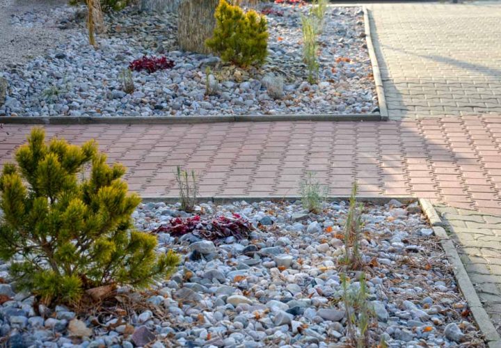 Scots pine is a low species and the cultivar Winter Gold even lower. In addition, this compact growing conifer boasts golden needle ends into a larger rock garden, mugo, pinus, winter gold, carstens, pebbles